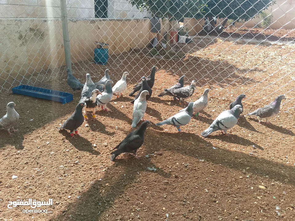 حمام للبيع قرقاطي
