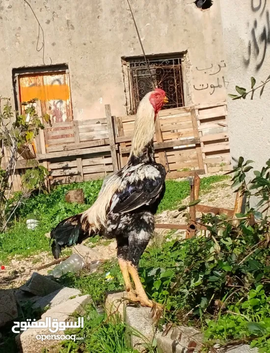 بيض  لتفقيس سعر لبيضه على 30شيكل