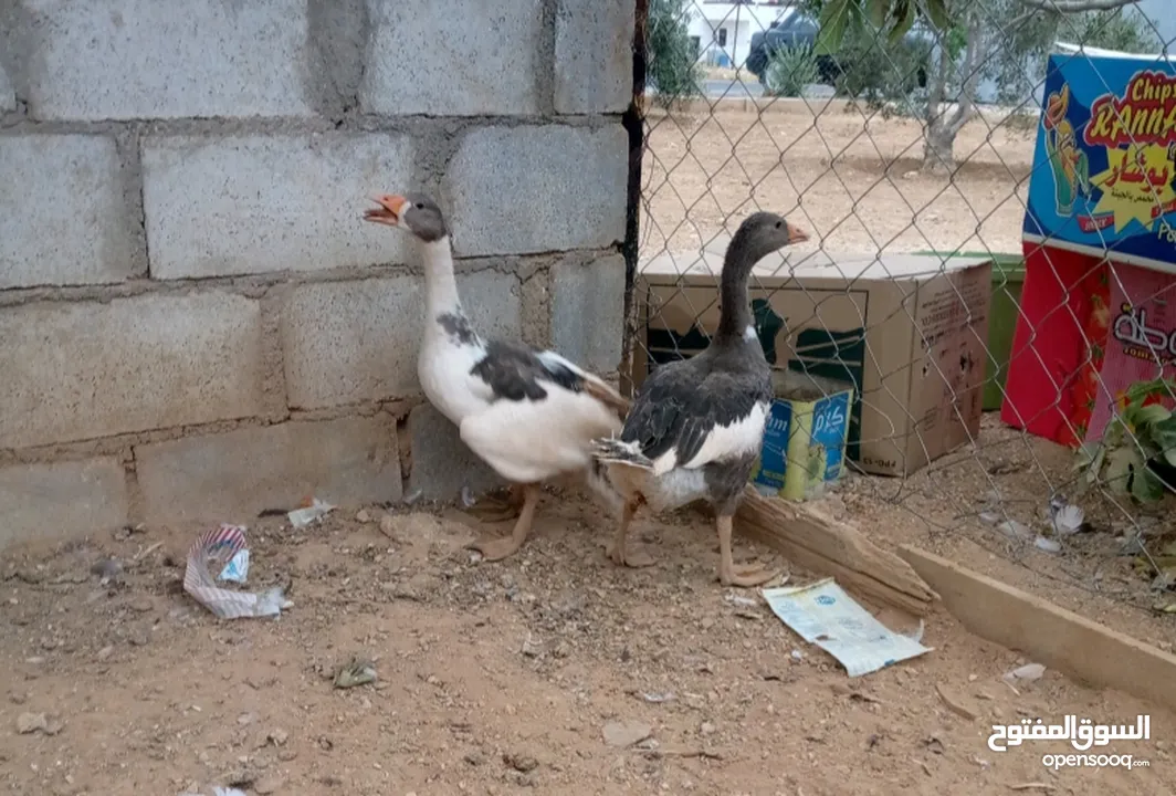 وز سوبر جامبو وجاج كوشن ومصوف
