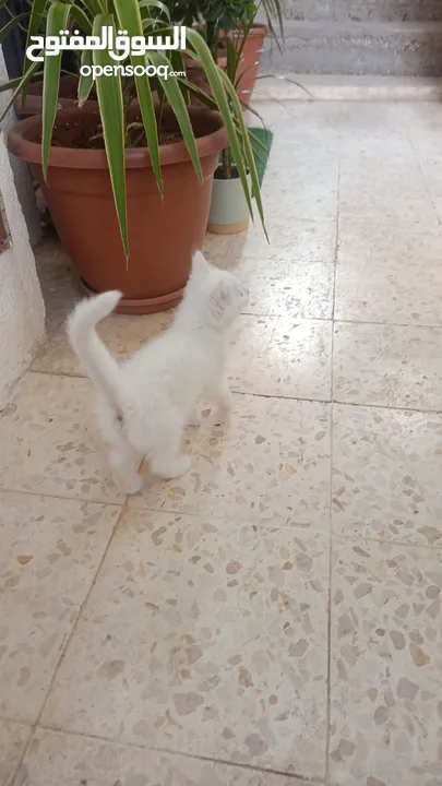 للبيع قطه ميكس (kitten) كما في الصور  بصحه ممتازه ماخده المطاعيم متعوده على دراية فوود واللتر بوكس.