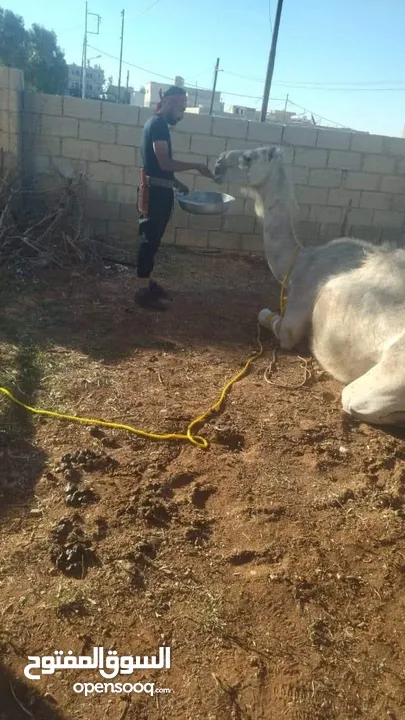 لحام متنقل ذبح أضاحي خاروف عجل بلدي جمل غنم بلدي روماني برزيلي كولمبي اسباني خروف بلدي جزار متنقل