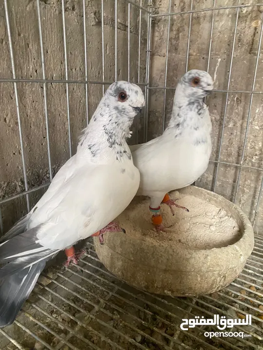 جوز ذبابنا زرق للبيع شغالات
