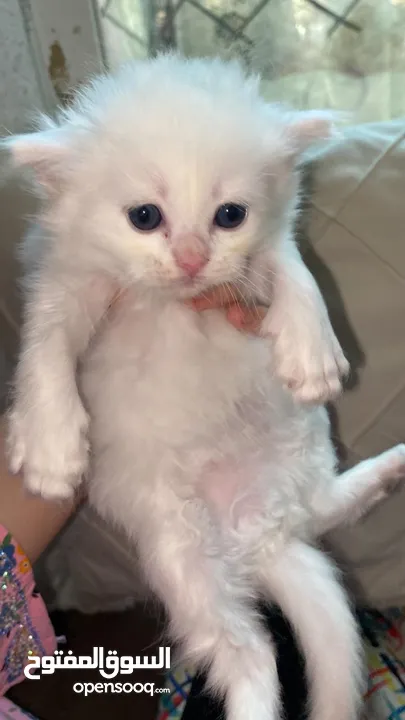 قطط شيرازيه، عمر 29 يوم. السعر 600 AED  Persian cats, 29 days old. 600 AED.