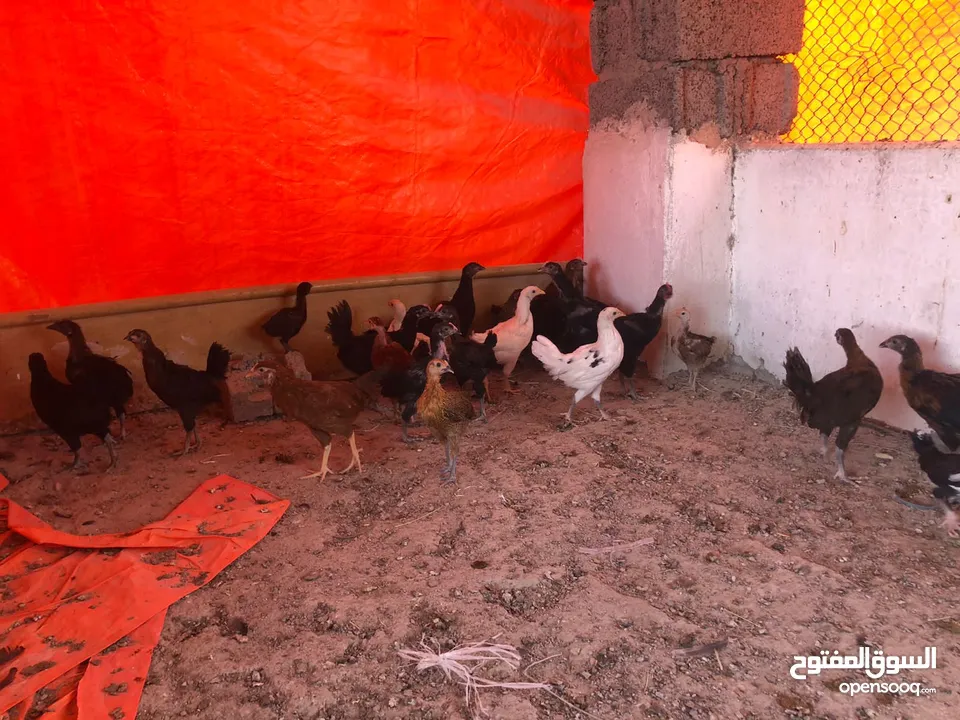 Omani Chikens دجاج عماني  2 months