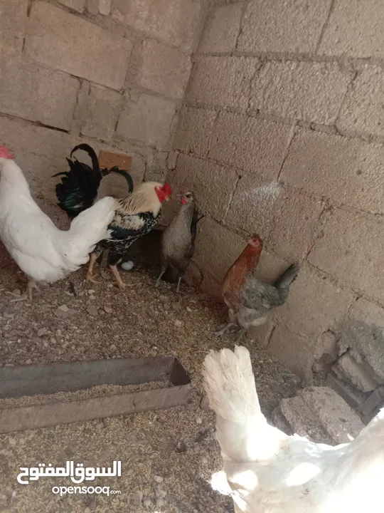 دجاج بلدي للبيع
