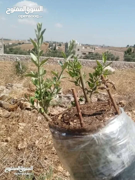 كافة الخدمات والأعمال الزراعية بأحدث الطرق العلمية