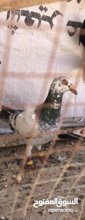 كوم حمام للبيع