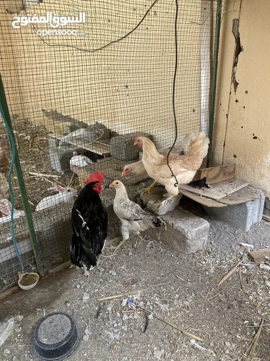ديك ودجاج عماني للبيع