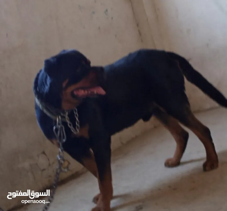 كلب روت وايلر مستواه عالي حجم جامبو