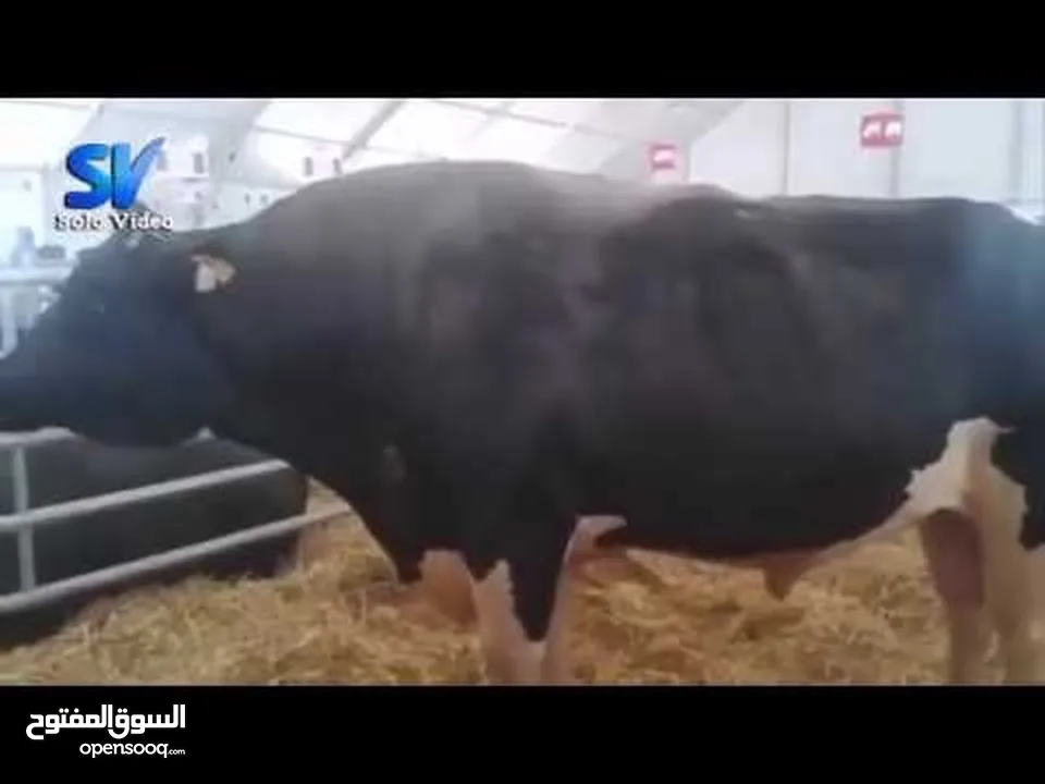 لحام متنقل على مدار الساعه خبره في شراء الاضاحي التواصل على الواتس اب وكل عام وانتم بخير وصحه وسلامه