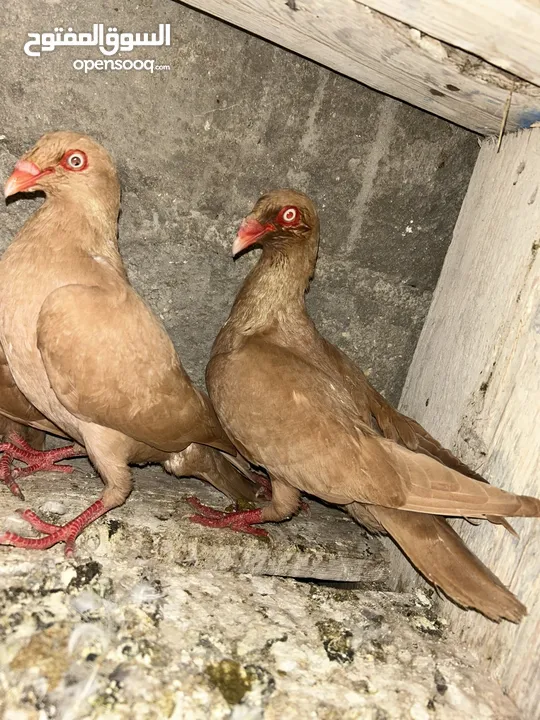 سلافر جوز ش غالات