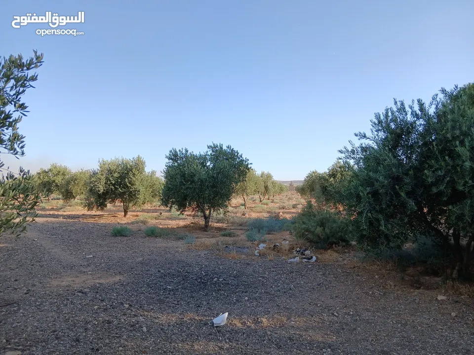 مزرعة للبيع ريف دمشق