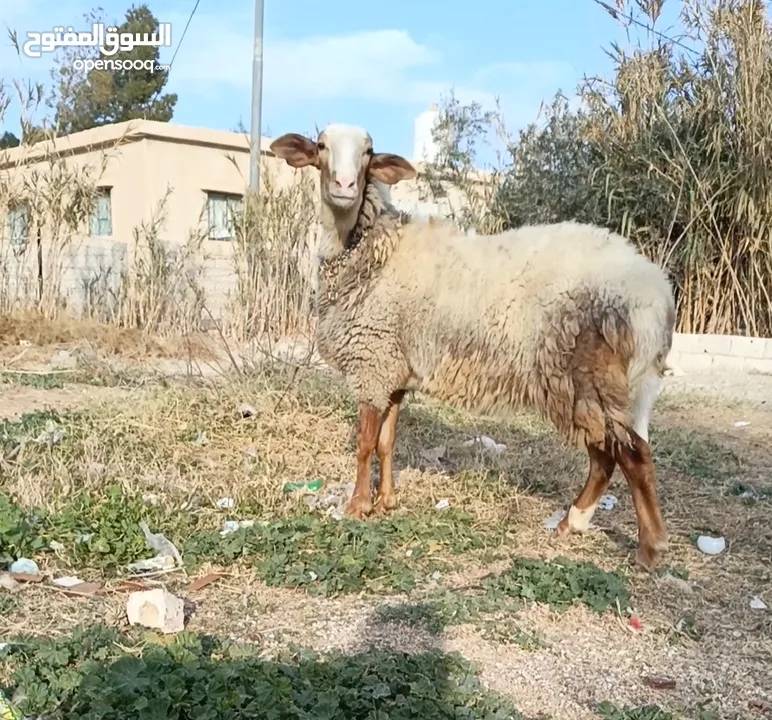 لعشاق النوادر خروف وقرقوره عواس سنان اللبن فوق النخب الاول