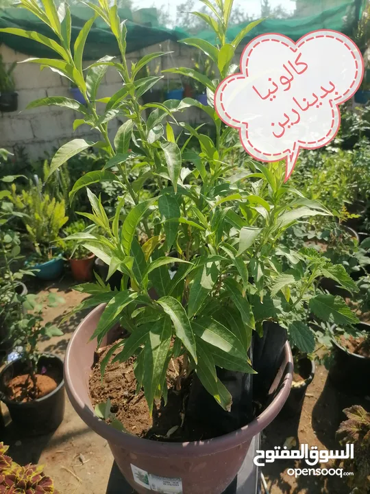 اشتال للبيع يتوفر اشتال منوعه وجميله
