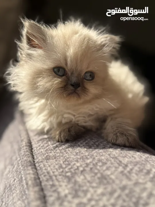 متاح كيتن هيمالايا بلو بوينت male/female  العمر:55 يوم Kitten Himalaya Bluepoint