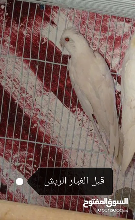 كوكتيل أنثى برونز فالو