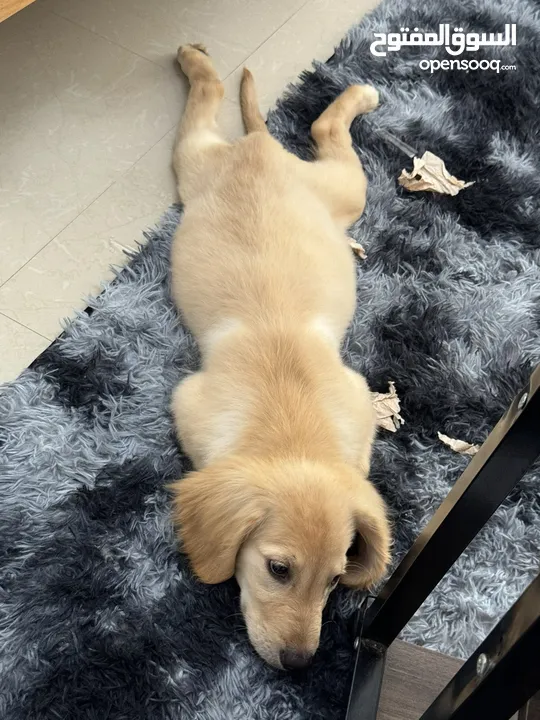 Golden ‏Retriever جولدين ريتريفر