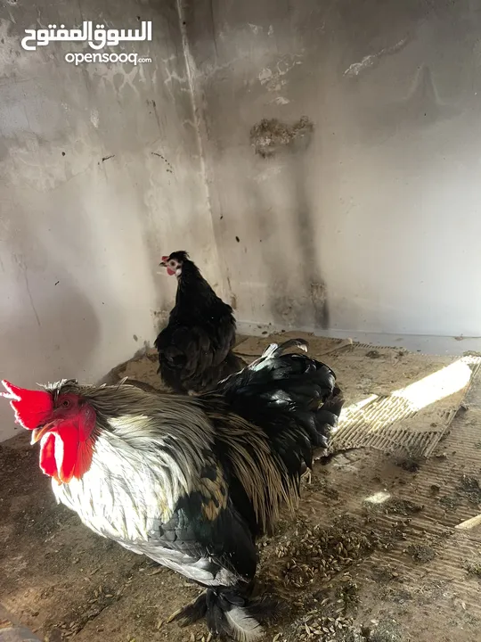 جوز كتشينا عمر 11 شهر