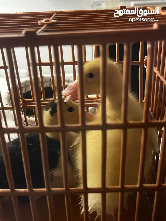 بطاط فرنسي