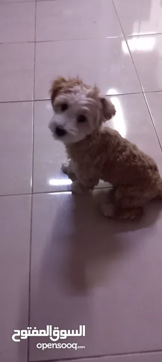 (send me whatsup)Male /Mini malltipoo/5 months old