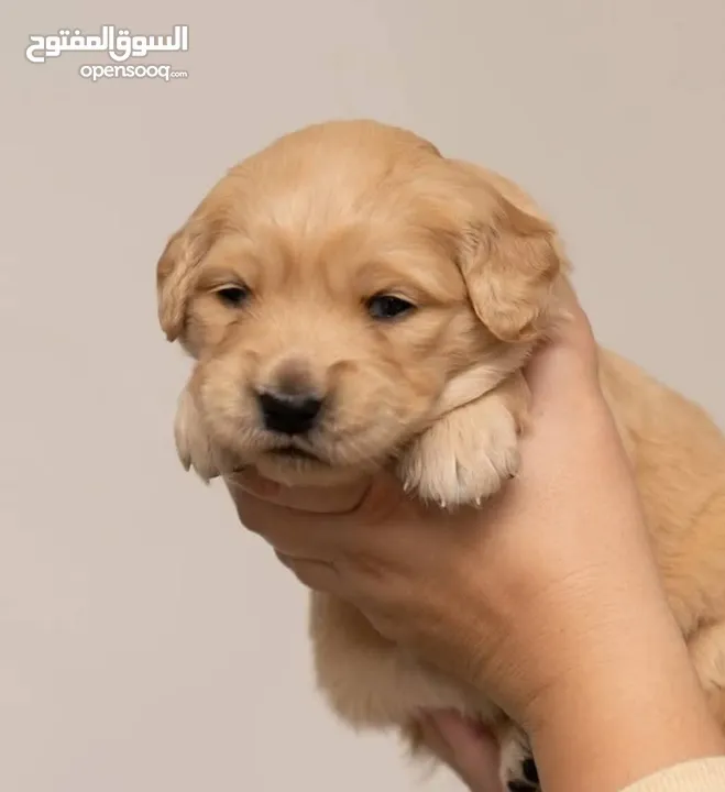 جراء جولدن Golden retriever