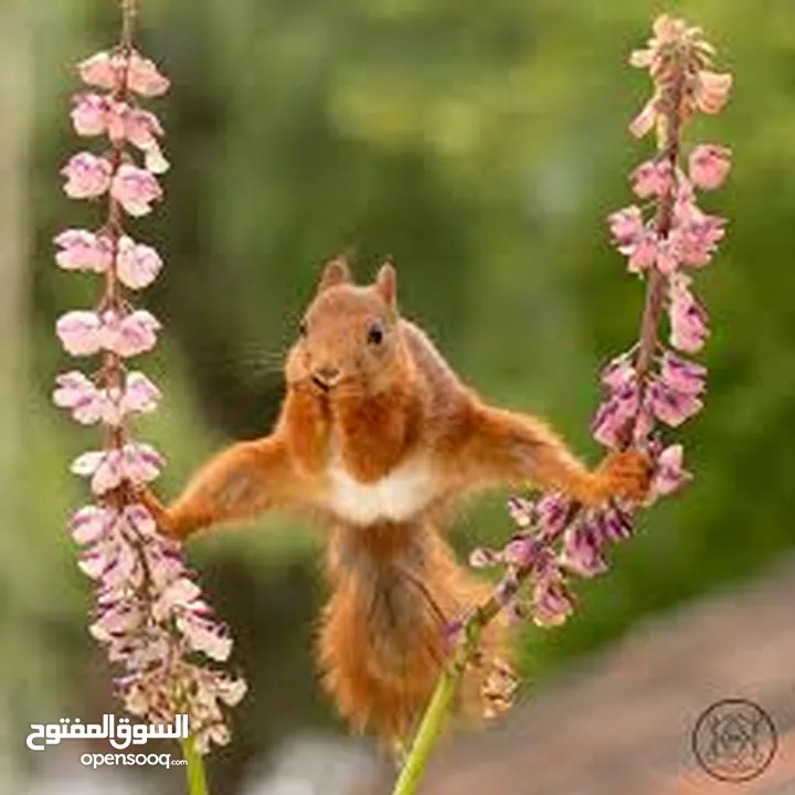 سناجب جوز ذكر وانثى
