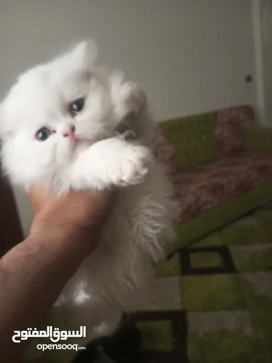قطط سكوتش فولد للبيع