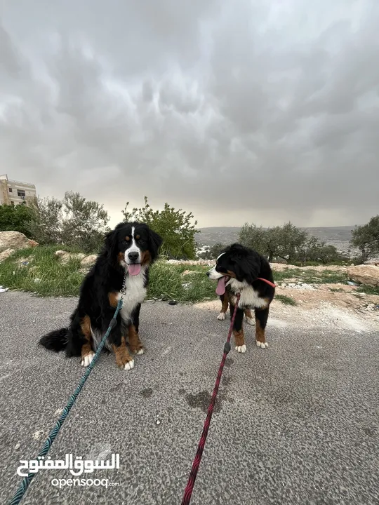 Swiss bernese