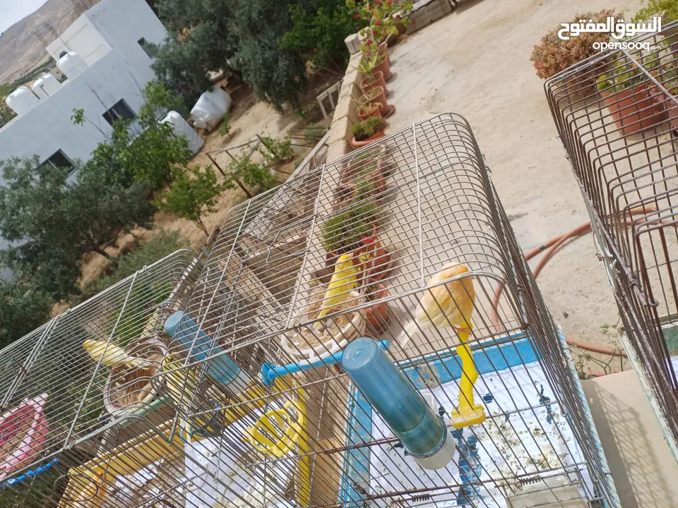 عصافير كنار للبيع جواز جاهزه في  اشي مع بيض واشي مش مع بيض وفي فراخ صغار جواز