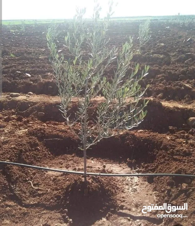 ارض حلوة ومعمرة .طلة بتجنن