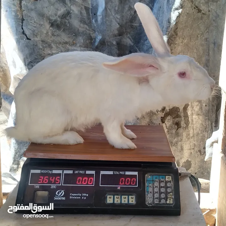 كوم اناث أرانب للبيع