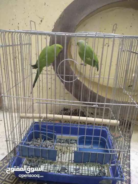جوز ببغاء الدره للبيع  اقراء الوصف