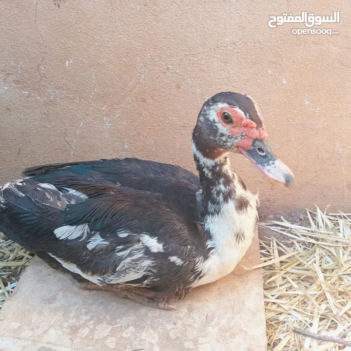 طيور بط للبيع