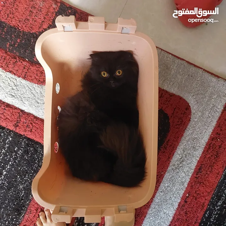 Free beautiful Persian female cat