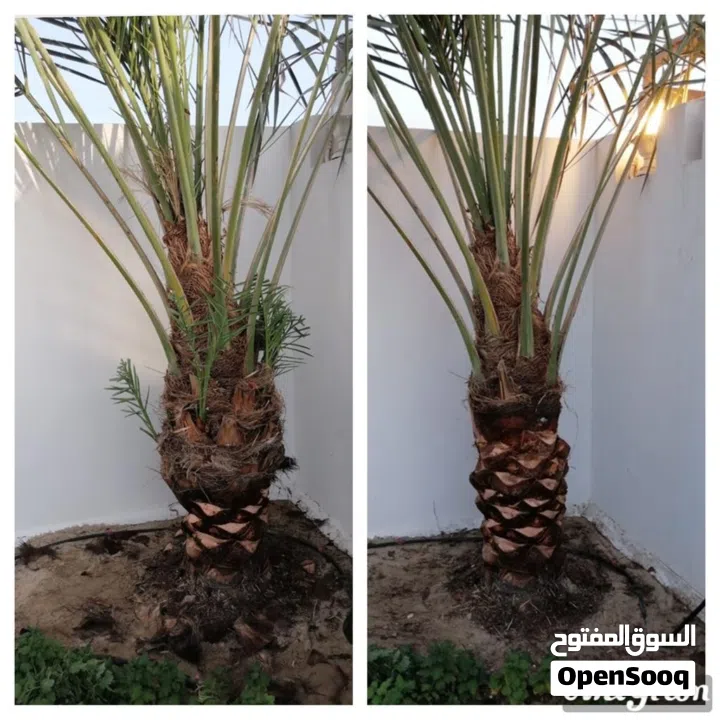 لتنظيف النخيل والواشنتونيا والاهتمام بالحدائق والثمار بكافه انواعها