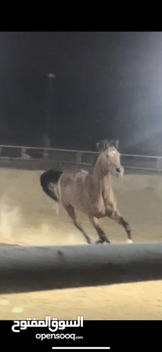 خيل عربي اصيل للبيع في العين