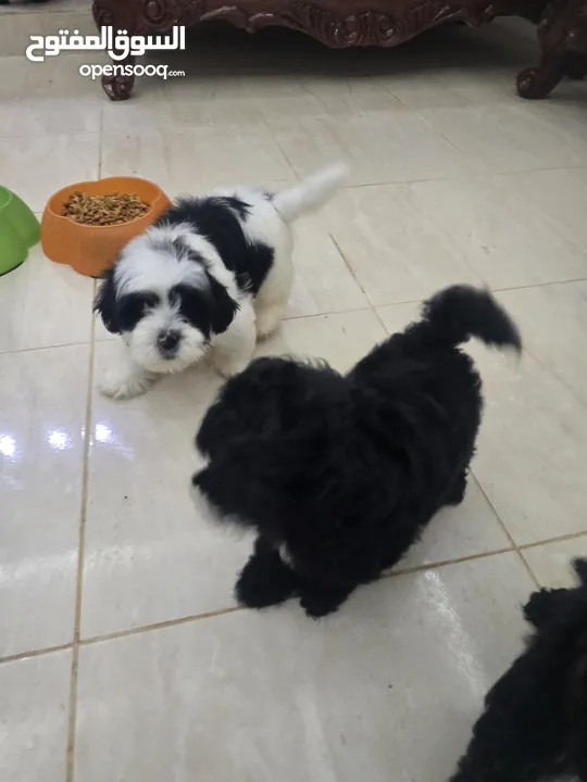 بودل وشيتزو poodle puppy and shitzu puppy