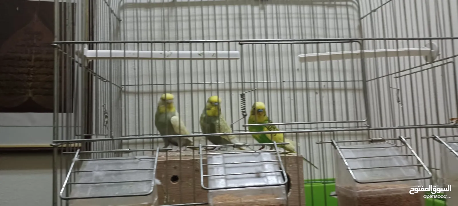 3 Love birds with cage and breeding box