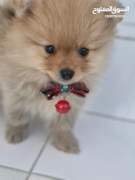 Pomeranian for adoption