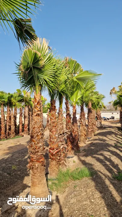 palm tree Washingtonia trees