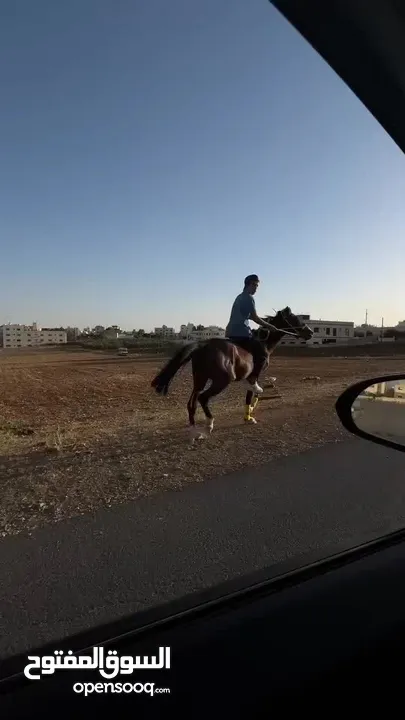 حصان نخب عاقل ساغ من جميعو ثلاث سنوات