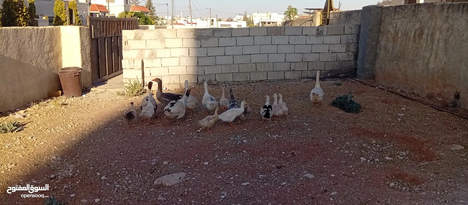 وز وبط للبيع او للبدل على صخله أو عبور مع دفع الفرق
