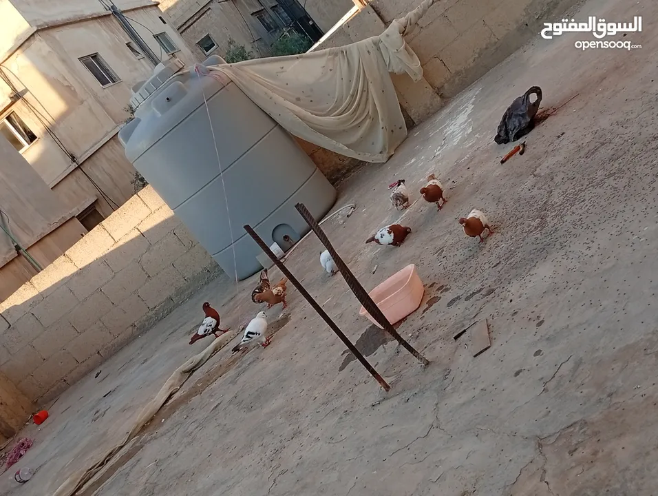 جواز حمام للبيع المستعجل وبسعر مغري جدا
