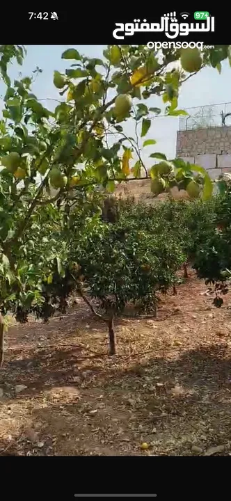 أرض زراعية او سكنية للبيع 2 دونم و 580 متر