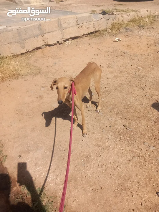كلب سلق لبيع
