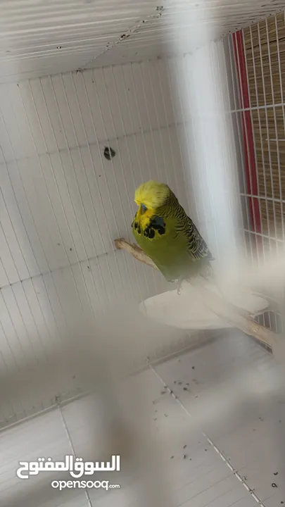 English Budgie