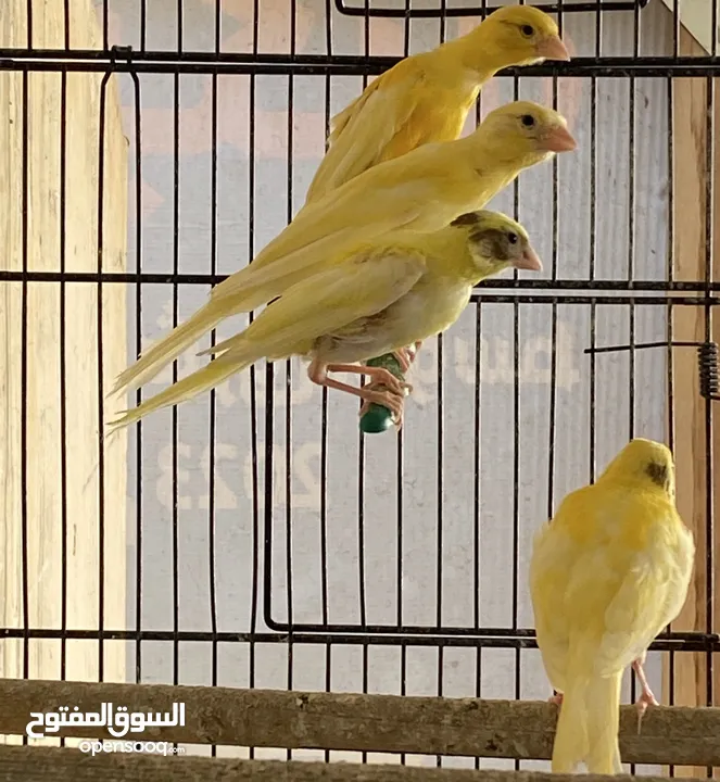سعرر حرقق مخاليف كنار الحبة ع 6((((((نهايتهم))))))