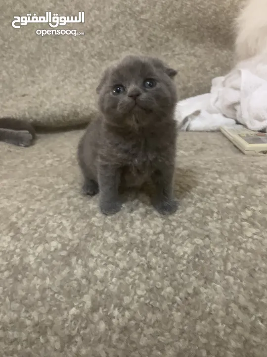 Scottish fold female