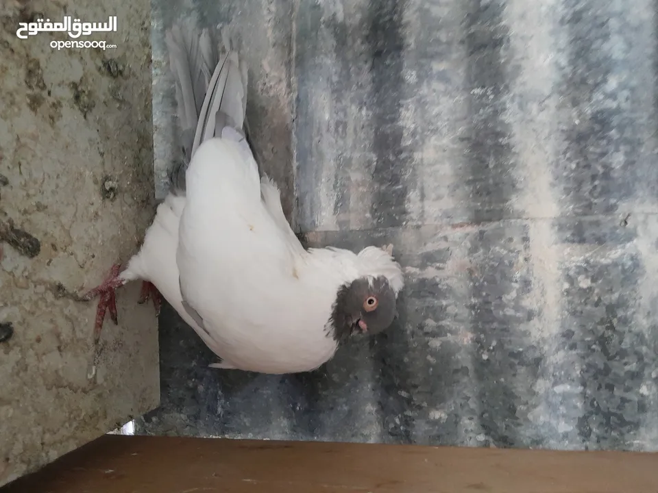متاح  جواز  حمام الماني  كلو شغال جوز بلوني احمر تحته بيض وطيره مزهوراي حمره مع فرخها  وطيره مسوداي