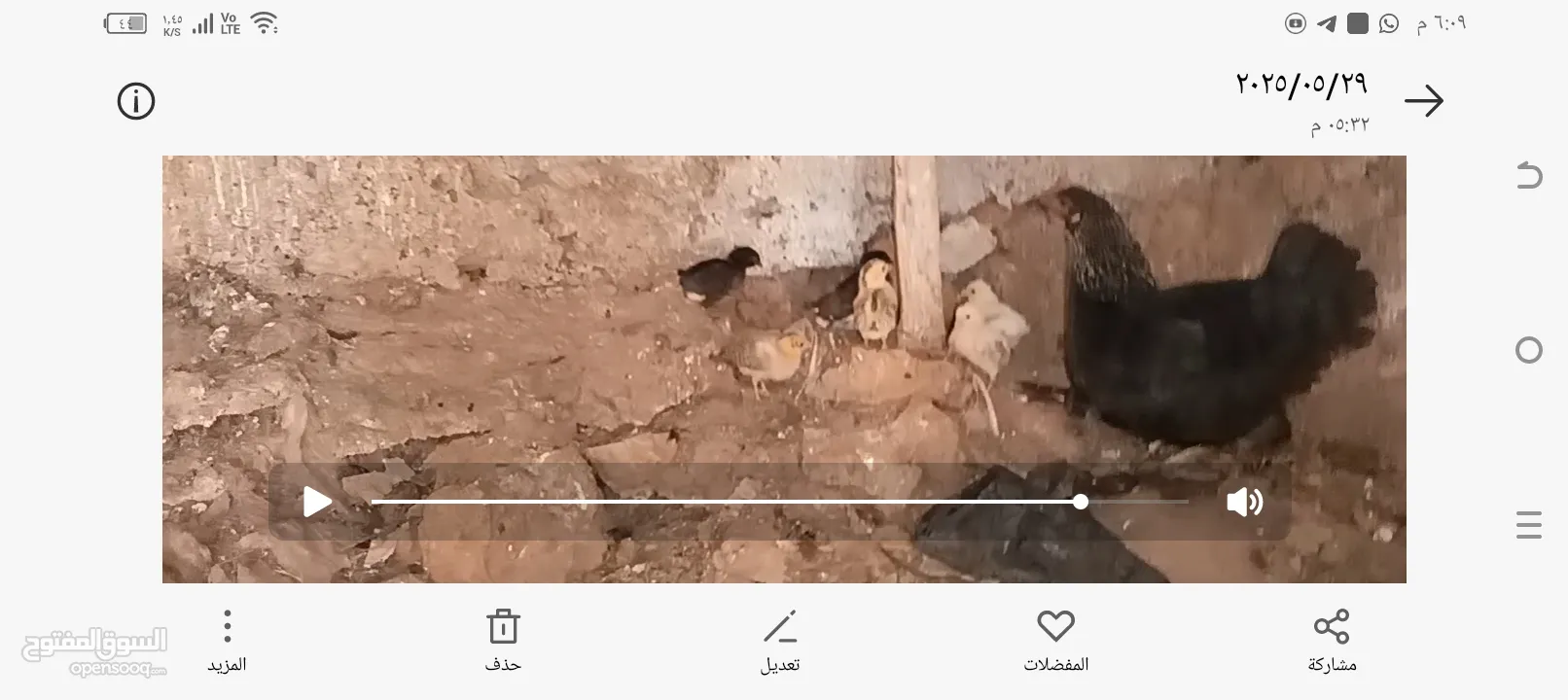 3 جاجات مع فراخهم